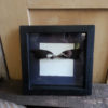 Taxidermy wings in frame ~ deconstructed antique wings in box frame steampunk buy now online