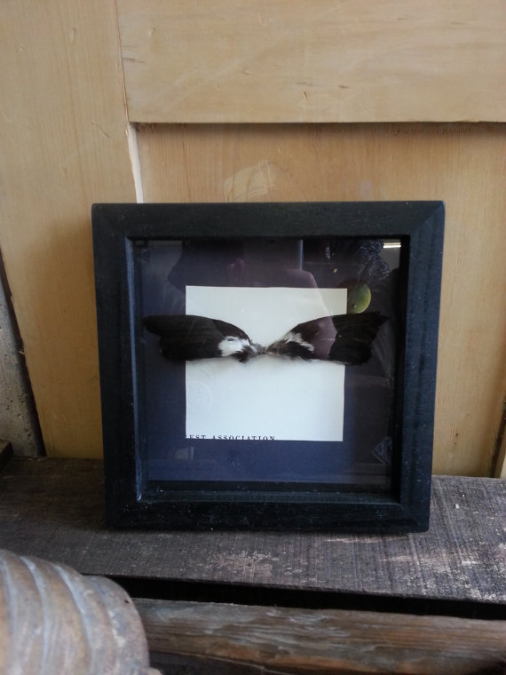 Taxidermy wings in frame ~ deconstructed antique wings in box frame steampunk buy now online