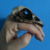 Oversized Resin cast pheasant skull ring by HysteriaMachine steampunk buy now online