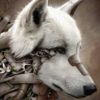 canvas wild 1 the wolf in size: 30 x 40 cm by BenF steampunk buy now online