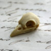 6 Bird Raven Crow Skull Cabs Resin Cabochon Taxidermy Animal Steampunk Gothic Goth Skull Black Ivory 21x12mm 6 PIECES steampunk buy now online