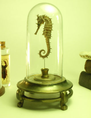 Seahorse Under Glass Dome On Old Ornate Footed Base steampunk buy now online