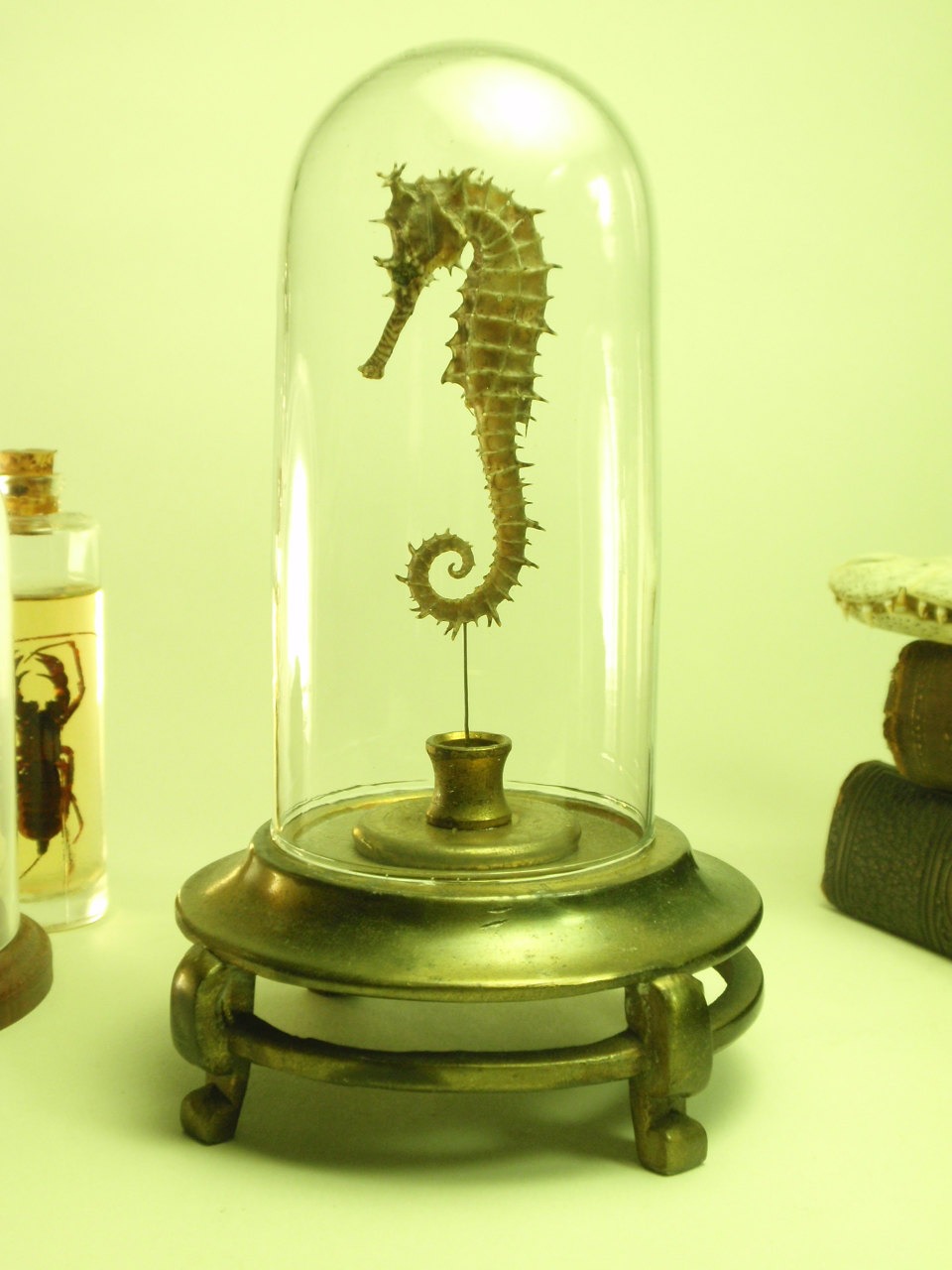 Seahorse Under Glass Dome On Old Ornate Footed Base steampunk buy now online