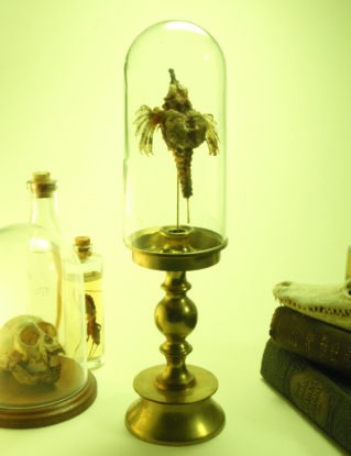 Mummified Pegasus Fish Under Glass Dome Upon Brass Base steampunk buy now online
