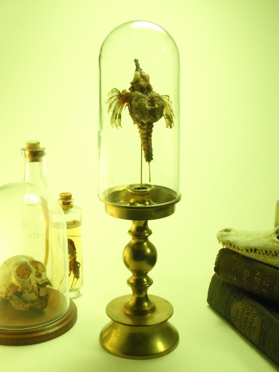 Mummified Pegasus Fish Under Glass Dome Upon Brass Base steampunk buy now online