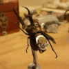 The "Bionic Beetle Juice" Steampunk Sculpture Series- Custom Order by SiffGallery steampunk buy now online