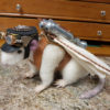 Steampunk Companion, Steampunk Rat, Needle Felted Rat, Needle felt creature, Steampunk Jet Pack by AirshipPuddleduck steampunk buy now online