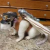 Steampunk Companion, Steampunk Rat, Needle Felted Rat, Needle felt creature, Steampunk Jet Pack by AirshipPuddleduck steampunk buy now online Steampunk Companion, Steampunk Rat, Needle Felted Rat, Needle felt creature, Steampunk Jet Pack by AirshipPuddleduck steampunk buy now online