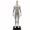 Mike Dental Male Human Anatomical Model Art Anatomical Figure White 11 Inch steampunk buy now online