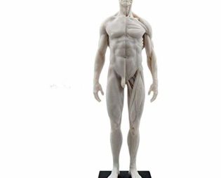 Mike Dental Male Human Anatomical Model Art Anatomical Figure White 11 Inch steampunk buy now online