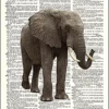 Dictionary Font African Elephant Steampunk Vintage Writer Motivation Print Poster Wall Art Image Picture A4 + steampunk buy now online