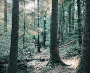 Let's Dance steampunk buy now online